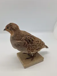Udstoppet agerhøne (Perdix perdix)