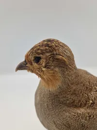 Udstoppet agerhøne (Perdix perdix)