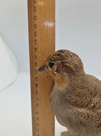 Udstoppet agerhøne (Perdix perdix)