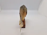Udstoppet piratfisk
