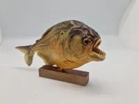 Udstoppet piratfisk