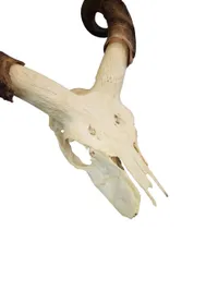 Kranie af Kudo (Phacochoerus africanus).