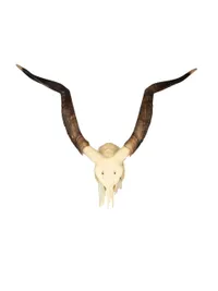 Kranie af Kudo (Phacochoerus africanus).