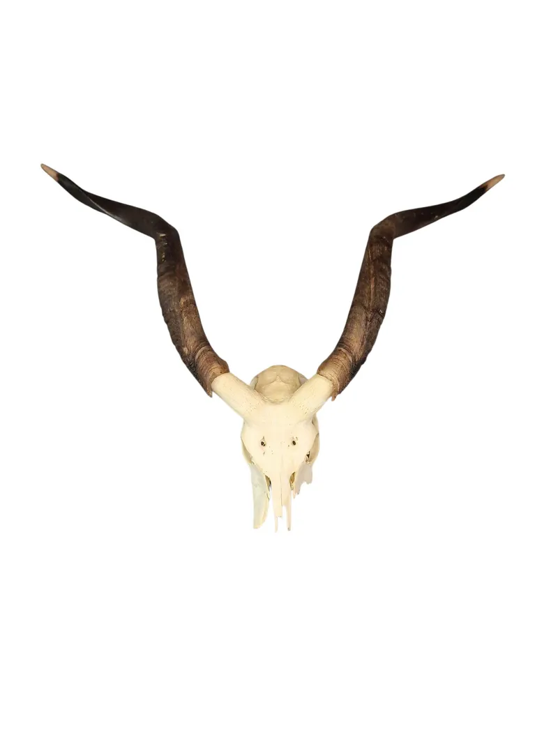Kranie af Kudo (Phacochoerus africanus).