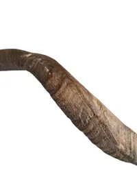 Kranie af Kudo (Phacochoerus africanus).