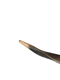 Kranie af Kudo (Phacochoerus africanus).