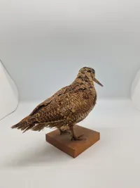 udstoppet skovsneppe (Scolopax rusticola). Skovsneppen er en vadefugl, som er kendt for sit lange næb og sin tilpasning til livet i fugtige skove, hvor den finder føde nær vandhuller og bække.