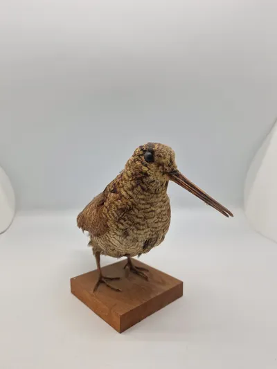 udstoppet skovsneppe (Scolopax rusticola). Skovsneppen er en vadefugl, som er kendt for sit lange næb og sin tilpasning til livet i fugtige skove, hvor den finder føde nær vandhuller og bække.