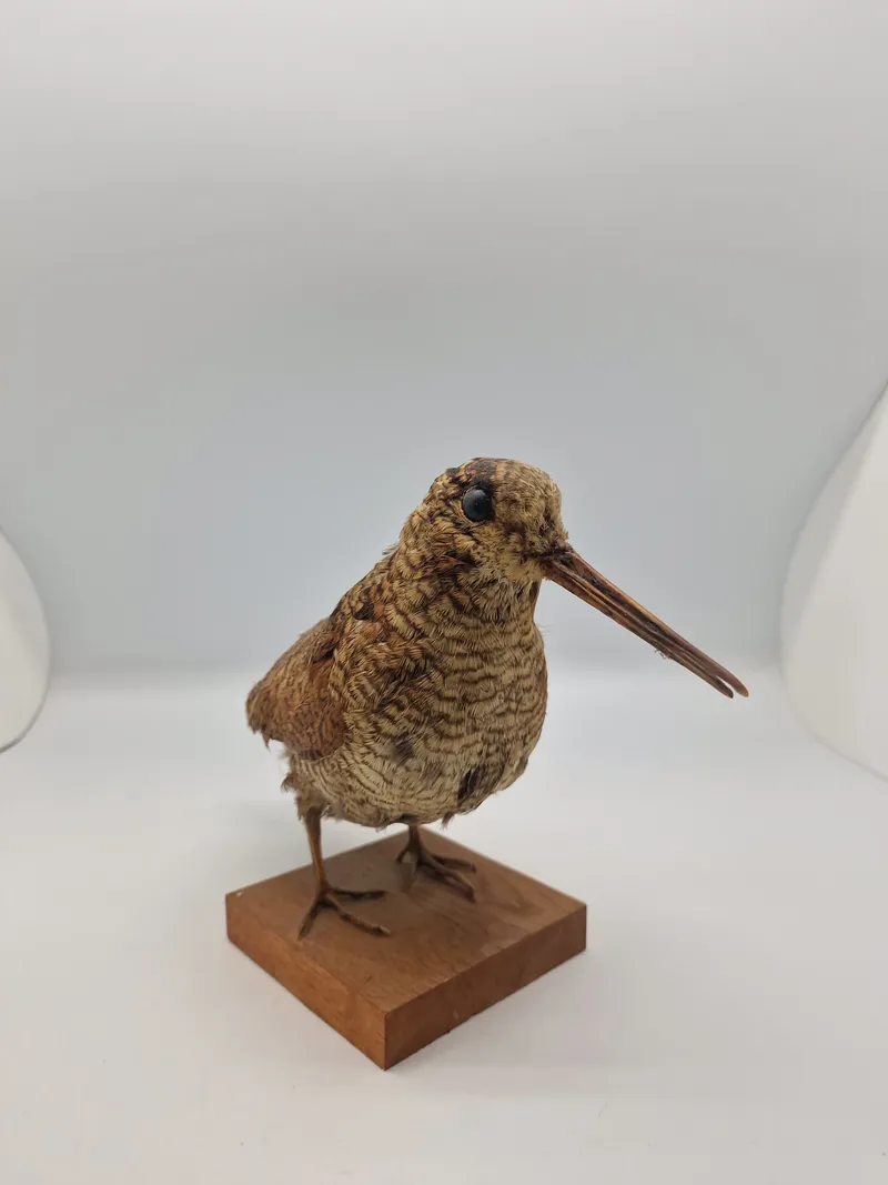udstoppet skovsneppe (Scolopax rusticola). Skovsneppen er en vadefugl, som er kendt for sit lange næb og sin tilpasning til livet i fugtige skove, hvor den finder føde nær vandhuller og bække.