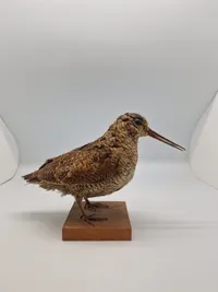 udstoppet skovsneppe (Scolopax rusticola). Skovsneppen er en vadefugl, som er kendt for sit lange næb og sin tilpasning til livet i fugtige skove, hvor den finder føde nær vandhuller og bække.