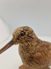 udstoppet skovsneppe (Scolopax rusticola). Skovsneppen er en vadefugl, som er kendt for sit lange næb og sin tilpasning til livet i fugtige skove, hvor den finder føde nær vandhuller og bække.