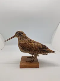 udstoppet skovsneppe (Scolopax rusticola). Skovsneppen er en vadefugl, som er kendt for sit lange næb og sin tilpasning til livet i fugtige skove, hvor den finder føde nær vandhuller og bække.