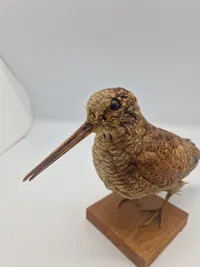 udstoppet skovsneppe (Scolopax rusticola). Skovsneppen er en vadefugl, som er kendt for sit lange næb og sin tilpasning til livet i fugtige skove, hvor den finder føde nær vandhuller og bække.