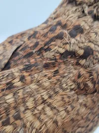 udstoppet skovsneppe (Scolopax rusticola). Skovsneppen er en vadefugl, som er kendt for sit lange næb og sin tilpasning til livet i fugtige skove, hvor den finder føde nær vandhuller og bække.