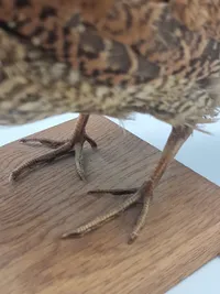 udstoppet skovsneppe (Scolopax rusticola). Skovsneppen er en vadefugl, som er kendt for sit lange næb og sin tilpasning til livet i fugtige skove, hvor den finder føde nær vandhuller og bække.