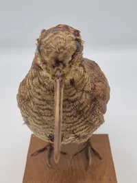 udstoppet skovsneppe (Scolopax rusticola). Skovsneppen er en vadefugl, som er kendt for sit lange næb og sin tilpasning til livet i fugtige skove, hvor den finder føde nær vandhuller og bække.