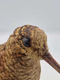udstoppet skovsneppe (Scolopax rusticola). Skovsneppen er en vadefugl, som er kendt for sit lange næb og sin tilpasning til livet i fugtige skove, hvor den finder føde nær vandhuller og bække.