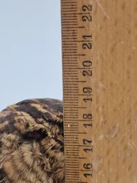 udstoppet skovsneppe (Scolopax rusticola). Skovsneppen er en vadefugl, som er kendt for sit lange næb og sin tilpasning til livet i fugtige skove, hvor den finder føde nær vandhuller og bække.