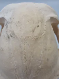 Originalt kranie fra Chacmabavian