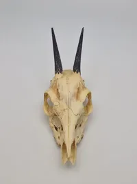 Affrikansk antilope kranie