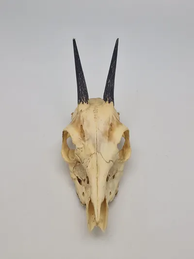 Affrikansk antilope kranie