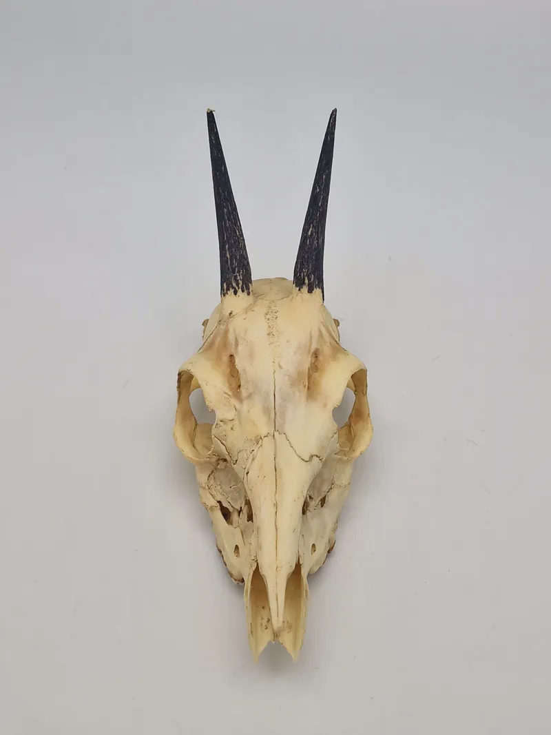 Affrikansk antilope kranie