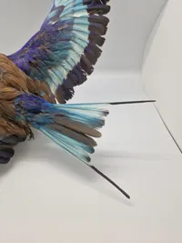Udstoppet lillabrystet ellekrage (Coracias caudatus)