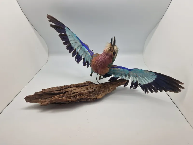 Udstoppet lillabrystet ellekrage (Coracias caudatus)