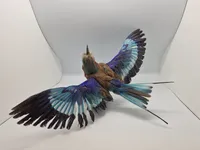 Udstoppet lillabrystet ellekrage (Coracias caudatus)