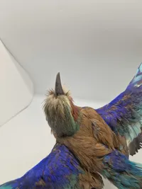 Udstoppet lillabrystet ellekrage (Coracias caudatus)