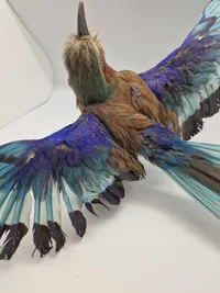 Udstoppet lillabrystet ellekrage (Coracias caudatus)