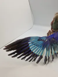 Udstoppet lillabrystet ellekrage (Coracias caudatus)