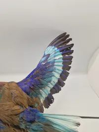 Udstoppet lillabrystet ellekrage (Coracias caudatus)