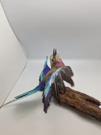 Udstoppet lillabrystet ellekrage (Coracias caudatus)