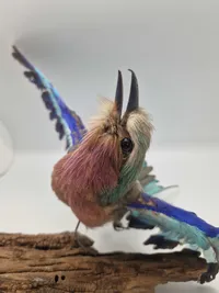 Udstoppet lillabrystet ellekrage (Coracias caudatus)