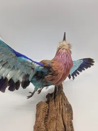 Udstoppet lillabrystet ellekrage (Coracias caudatus)