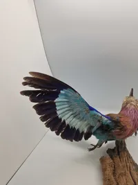 Udstoppet lillabrystet ellekrage (Coracias caudatus)