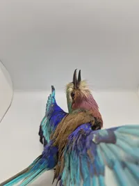 Udstoppet lillabrystet ellekrage (Coracias caudatus)