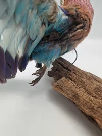 Udstoppet lillabrystet ellekrage (Coracias caudatus)