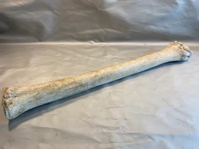 Sjælden original benknogle fra giraf