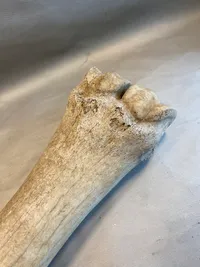 Sjælden original benknogle fra giraf