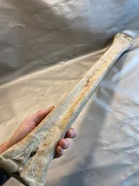 Sjælden original benknogle fra giraf