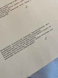 Sjælden original planche med grønlandske udklædningsdukker