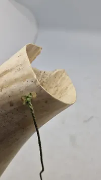 Ko horn