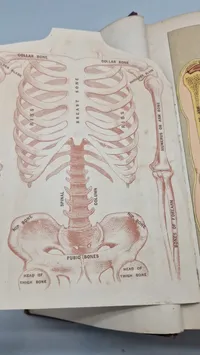 Medicology: Home Encyclopedia of Health", som er en omfattende familieguide til sundhed og medicin fra begyndelsen af 1900-tallet