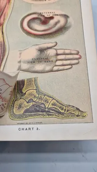 Medicology: Home Encyclopedia of Health", som er en omfattende familieguide til sundhed og medicin fra begyndelsen af 1900-tallet