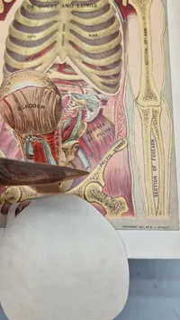 Medicology: Home Encyclopedia of Health", som er en omfattende familieguide til sundhed og medicin fra begyndelsen af 1900-tallet