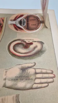 Medicology: Home Encyclopedia of Health", som er en omfattende familieguide til sundhed og medicin fra begyndelsen af 1900-tallet