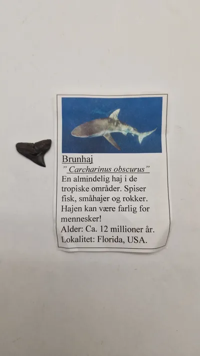 Hajtand med beskrivelse