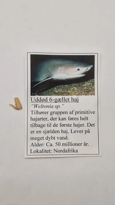 Hajtand med beskrivelse